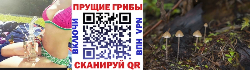 Купить где  Новочеркасск  Галлюциногенные грибы мухоморы 